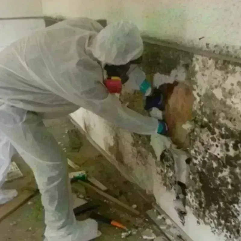 Mold Remediation and Removal in Fairway, KS